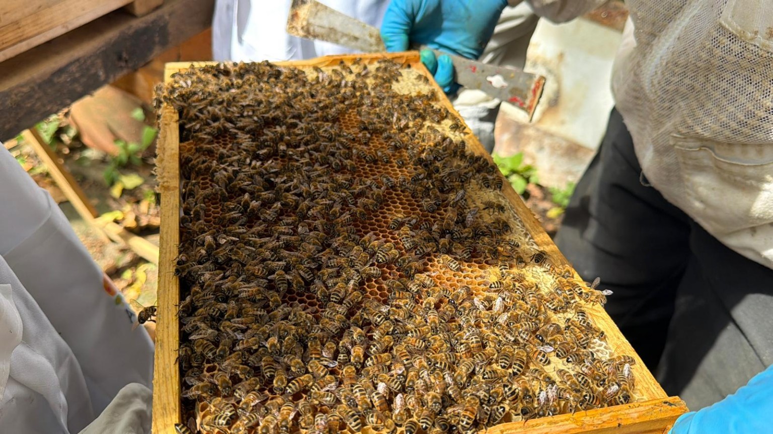 Wabe mit vielen Bienen