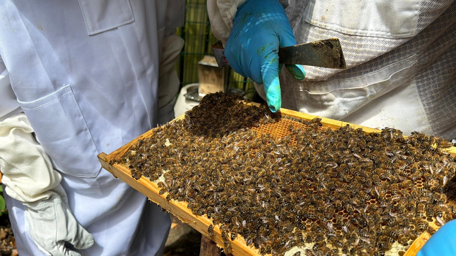 Nahaufnahme einer Wabe mit Bienen